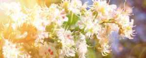 Impatiens Drüsentragendes Springkraut Einsamkeit Lemon Pharma Original Bachblüten